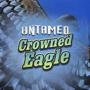 Untamed Crowned Eagle – принципы онлайн-игры